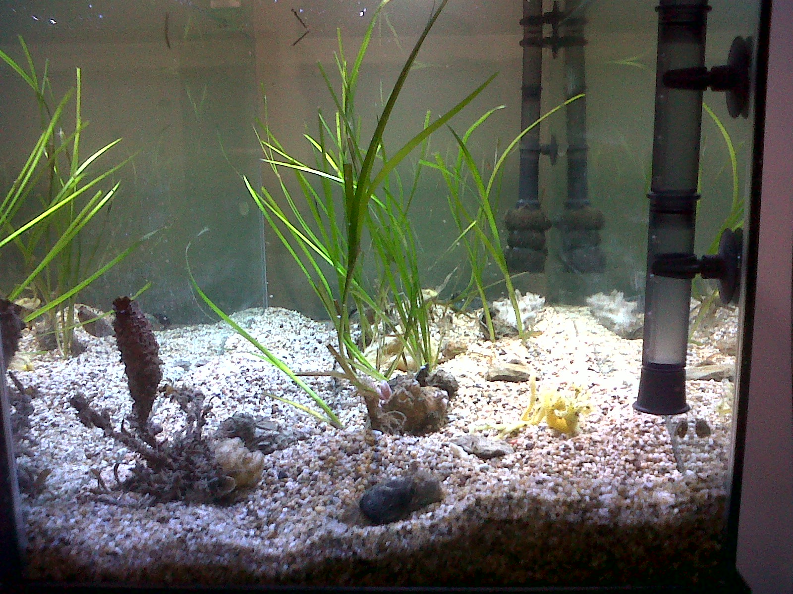 Newport Back Bay Eelgrass Project